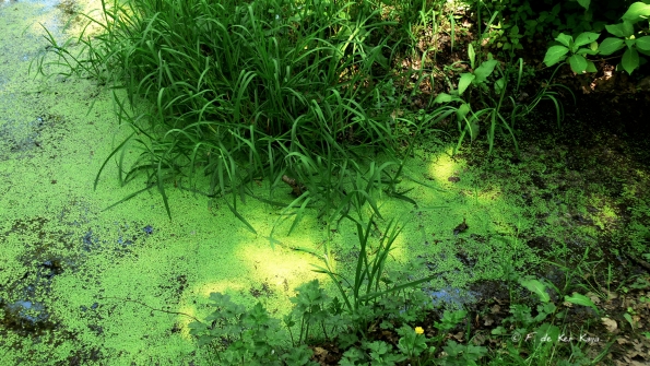 Bois des Moutiers (363) Mai 2012